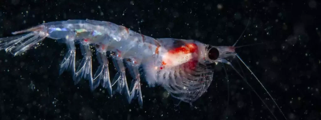 Representative image. krill a small crustacean. Photo Source: University of Strathclyde.