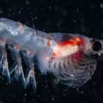 Representative image. krill a small crustacean. Photo Source: University of Strathclyde.