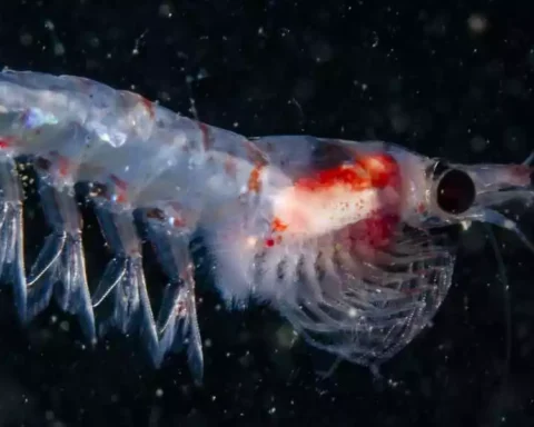 Representative image. krill a small crustacean. Photo Source: University of Strathclyde.