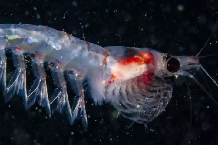 Representative image. krill a small crustacean. Photo Source: University of Strathclyde.