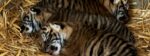 Trio Of Critically Endangered Tiger Cubs Born. Photo Source: West Midlands Safari Park