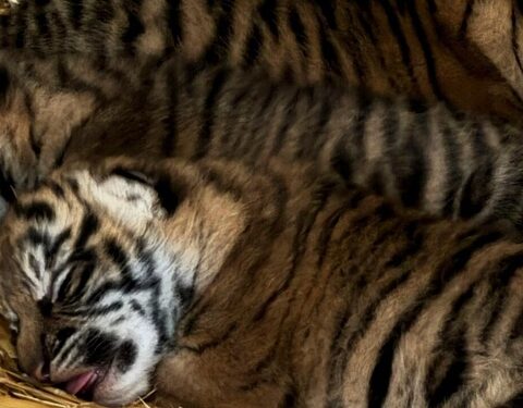 Trio Of Critically Endangered Tiger Cubs Born Photo Source: West Midlands Safari Park