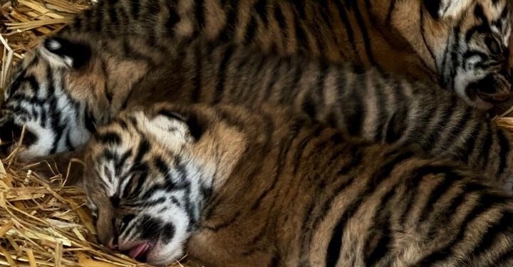 Trio Of Critically Endangered Tiger Cubs Born Photo Source: West Midlands Safari Park