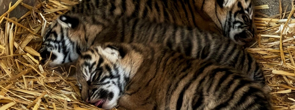 Trio Of Critically Endangered Tiger Cubs Born Photo Source: West Midlands Safari Park