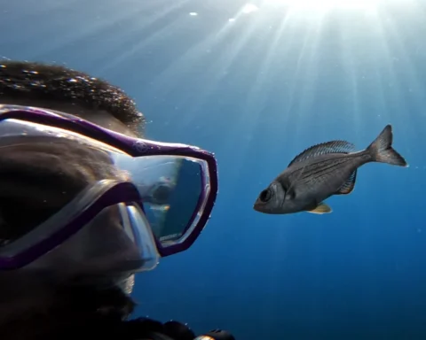 Study author, Maëlan Tomasek, with a “volunteer” in the experiment conducted in the Mediterranean Sea. © MPI of Animal Behavior/ Maëlan Tomasek