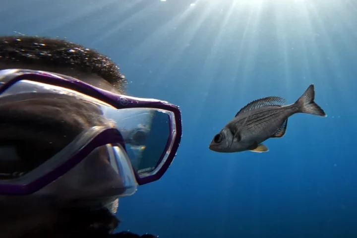 Study author, Maëlan Tomasek, with a “volunteer” in the experiment conducted in the Mediterranean Sea. © MPI of Animal Behavior/ Maëlan Tomasek