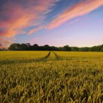 Representative image. Countryside, Harvest, Agriculture. Photo Source: The Digital Artist.