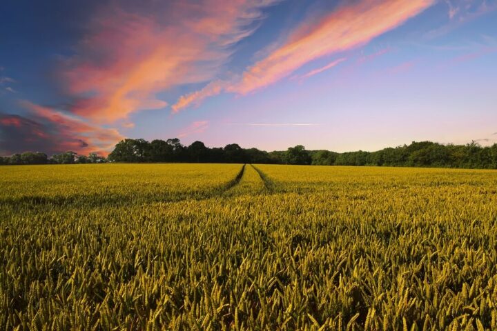 Representative image. Countryside, Harvest, Agriculture. Photo Source: The Digital Artist.