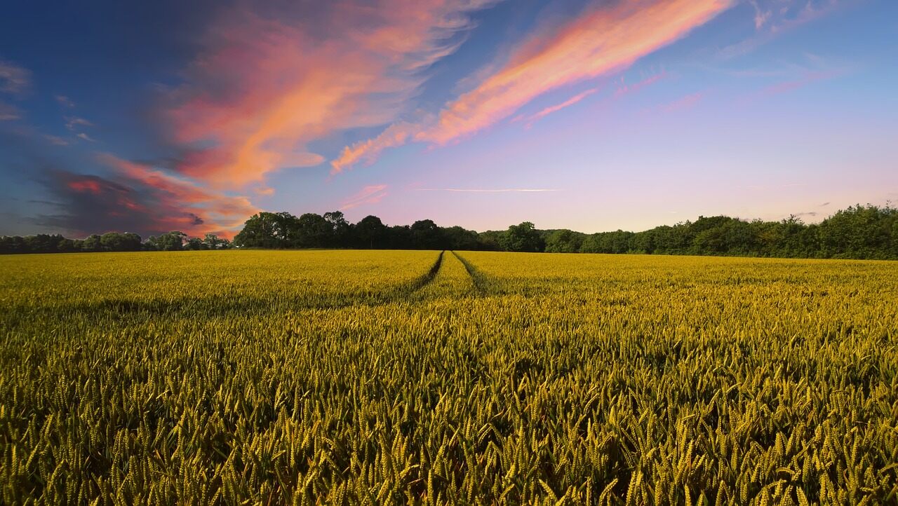 Representative image. Countryside, Harvest, Agriculture. Photo Source: The Digital Artist.