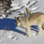 Representative Image: Yellowstone Delta Pack wolf.