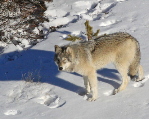 Representative Image: Yellowstone Delta Pack wolf.