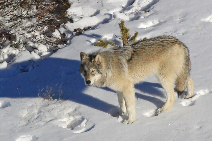 Representative Image: Yellowstone Delta Pack wolf.