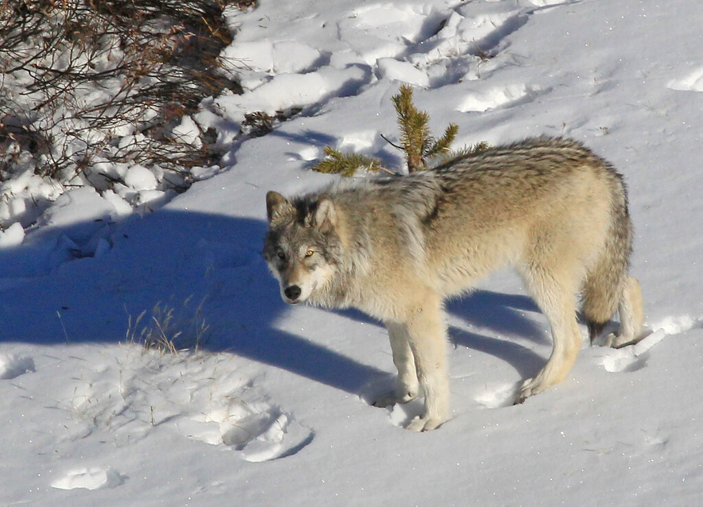 Representative Image: Yellowstone Delta Pack wolf.