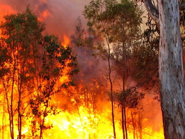 A forest fire with intense flames. Photo Source: Bertknot (CC BY-SA 2.0)