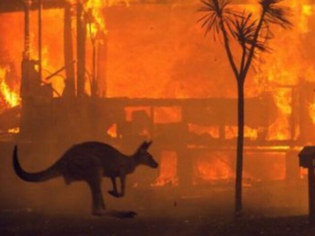 cropped-3-Billion-Animals-Impacted-in-Australian-Bushfires-7.jpg