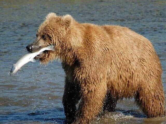 Bear Alaska.