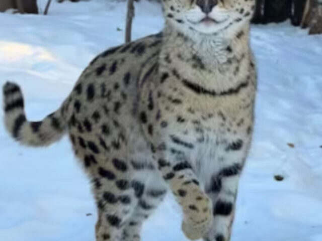 The male serval, seized during a November 2023 enforcement operation by Alberta Fish and Wildlife, found a nurturing home at Edmonton Valley Zoo. Photo Source: Edmonton Valley Zoo