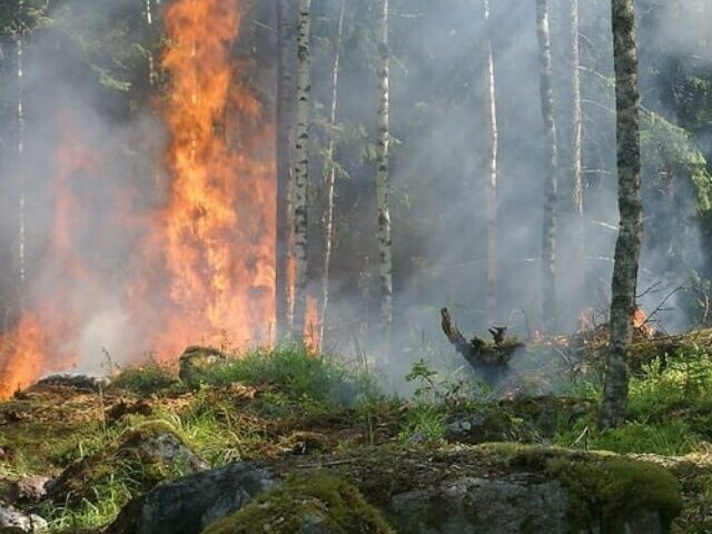 Amazon Dead Wood Fires Emit 40M Tonnes CO Annually (4)