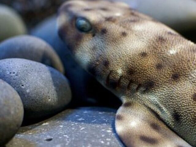 Swell shark (Cephaloscyllium ventriosum) at Ripley’s Aquarium of Canada PhotoSource:City.and.Color(CC BY 2.0)