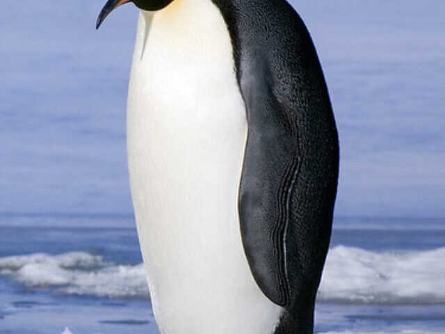 Banham Zoo Penguin Chicks Amid 97% Decline of African Penguins (9)