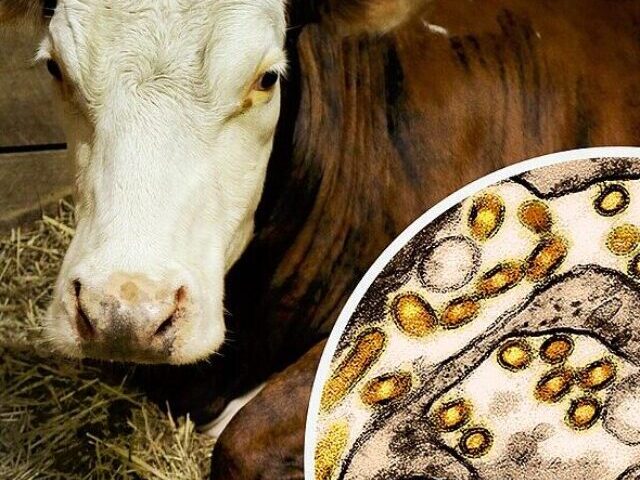 Cow in Stall and H5N1 Micrograph.