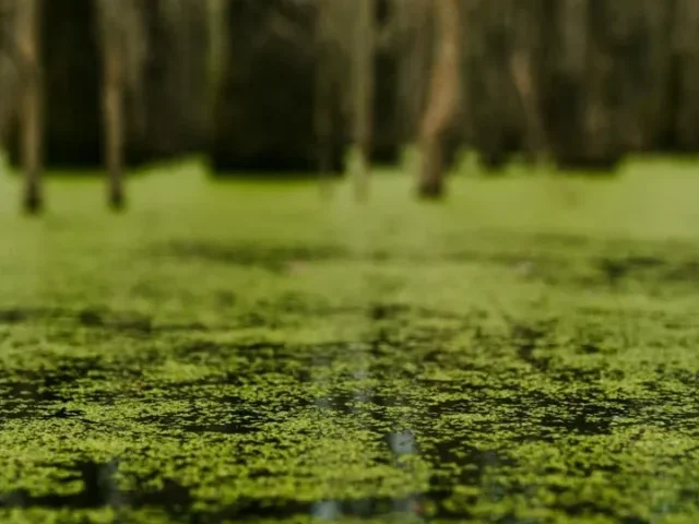 A green alga that grows in lakes and rivers could be the next ‘superfood’