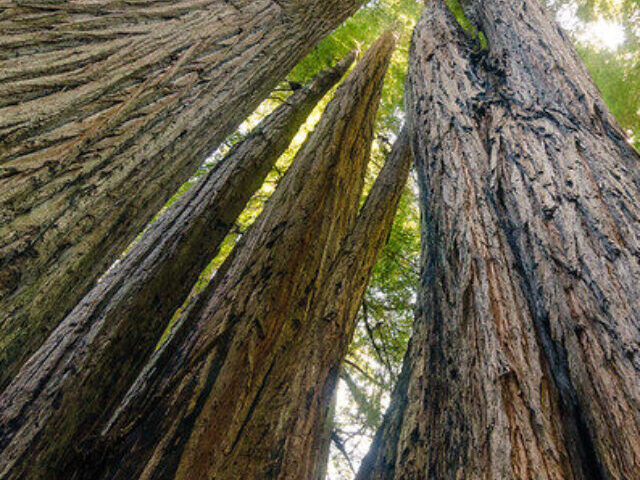 Court Appeal Filed to Protect Ancient Redwoods from Highway Project (6)