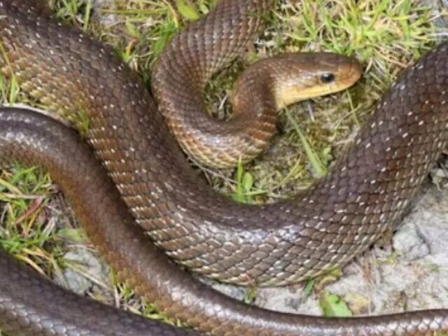 cropped-Europes-Largest-Snakes-Found-in-UK-Attics.jpg