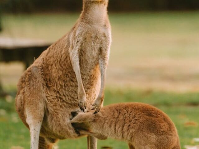 First Kangaroo Embryos via IVF Created to Save Marsupial Species (3)