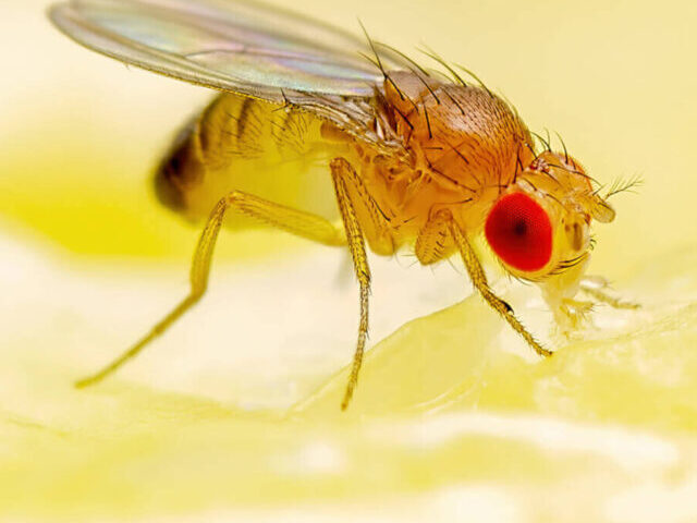 Fruit Flies and Bees Show Dream-Like States and Human-Like Social Habits(16)