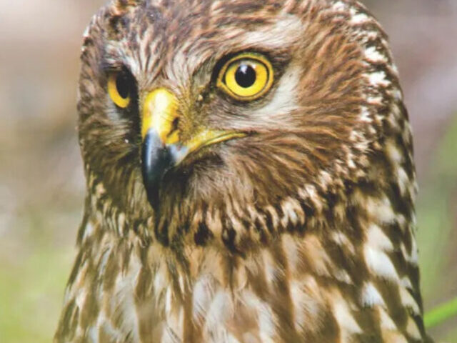 Hen Harrier 'Red' Vanishes Near Hamsterley Forest (2)