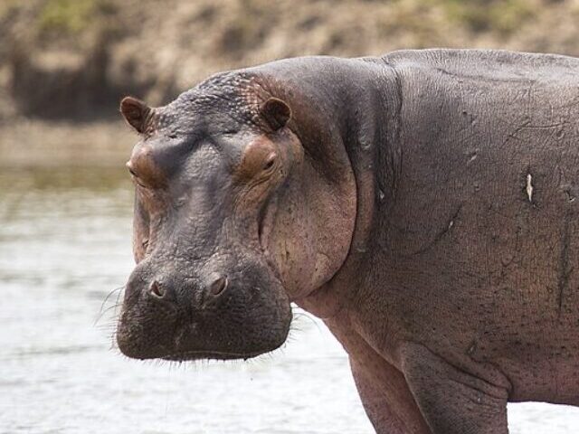 cropped-Hippos-Face-Endangered-Verdict-by-2028-Amid-U.S.-Demand-for-Ivory-6.jpg