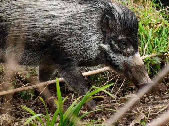 Jersey Zoo Unveils New Pig House, Celebrates 30 Years of Pygmy Hog Conservation (7)