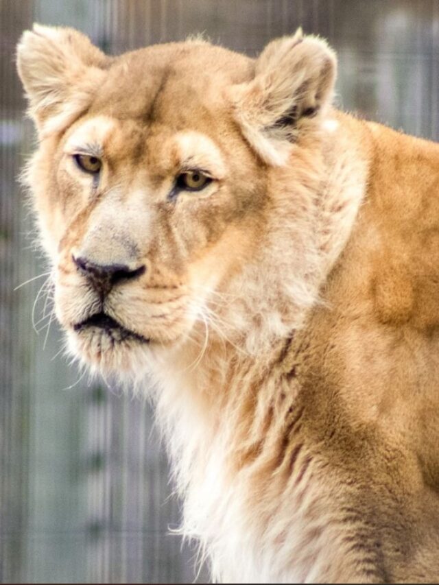 NEW Zoo’s Lioness Aija Dies at 20