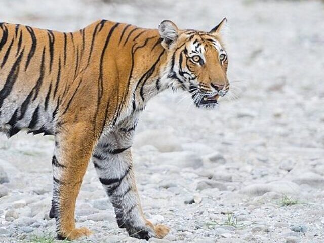 Nepal's Tiger Boom 355 Tigers, 60+ Human Deaths Since 2019