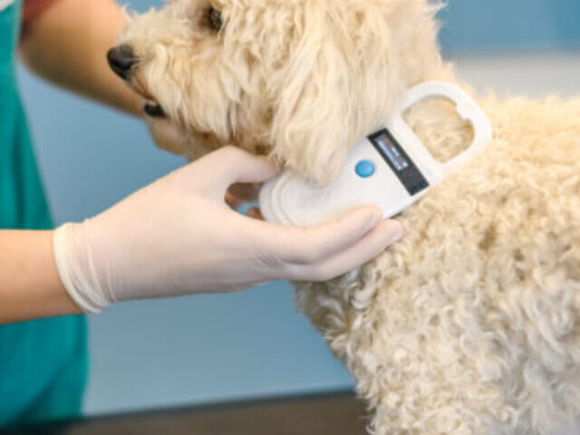 Veterinarian scanning a dog's chip