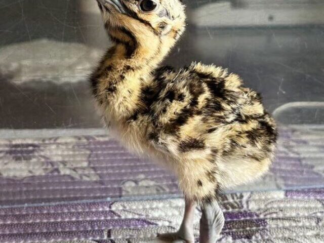 Rajasthan AI Breeding - Arambh Hatching Keeps Bustard Count 195 (8)