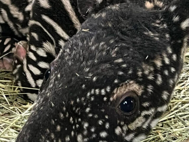 cropped-Rare-20-Pound-Malayan-Tapir-Born-at-Tacoma-Zoo-9.jpg