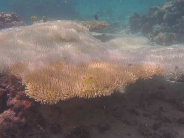 cropped-Reef-Crisis-66-Bleaching-44-Mortality-at-One-Tree-Island-4.jpg