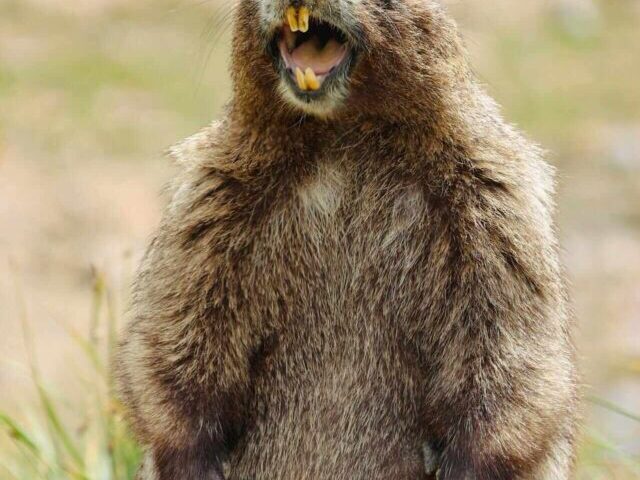 Remote Scales Track Endangered Vancouver Island Marmots' Vital Gains (9)