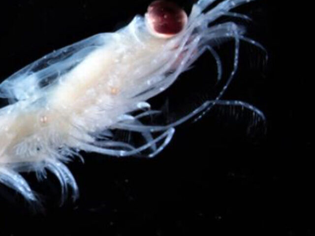 Krill. Photo Source: NOAA Fisheries.