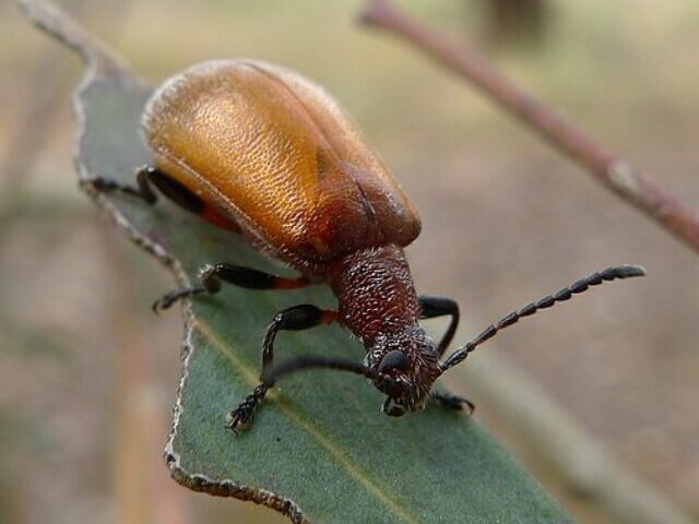 Scottish Forestry Halts Timber Exports to Ireland Amid Bark Beetle Threat(15)