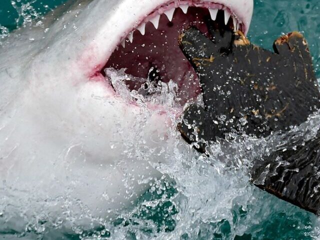 Representative Image: The image depicts a Great White Shark leaping from the water to feed.