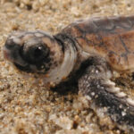 Sea turtles dance moves aren't just cute — they can also lead to significant research findings. (Ken Lohmann/biology department)