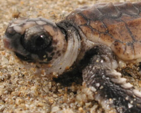 Sea turtles dance moves aren't just cute — they can also lead to significant research findings. (Ken Lohmann/biology department)