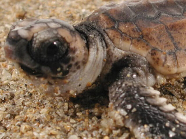 Sea turtles dance moves aren't just cute — they can also lead to significant research findings. (Ken Lohmann/biology department)