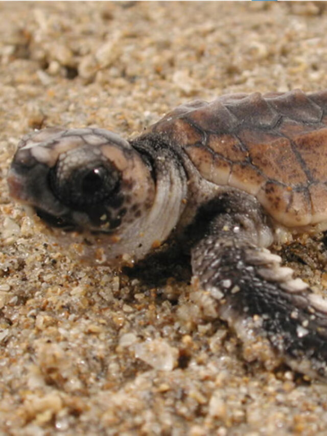 Sea turtles dance moves aren't just cute — they can also lead to significant research findings. (Ken Lohmann/biology department)