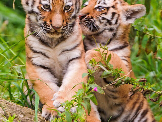 Playing in the grass II