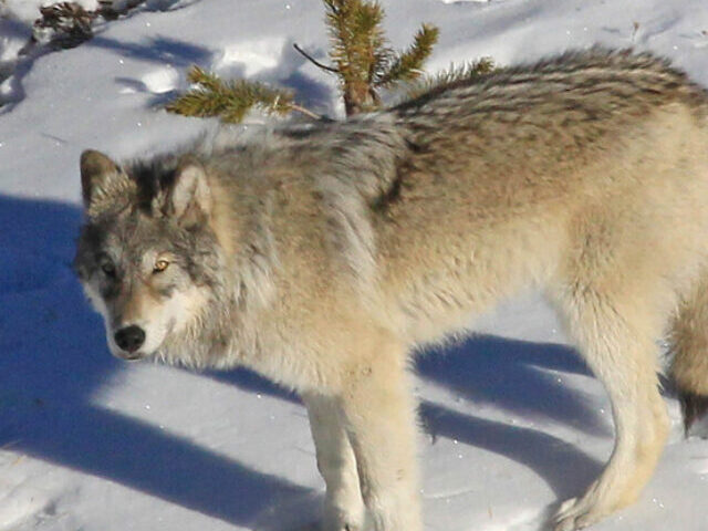 Representative Image: Yellowstone Delta Pack wolf.