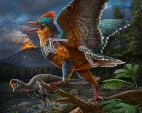 Life reconstruction of the Jurassic bird Baminornis zhenghensis from the Zhenghe Fauna